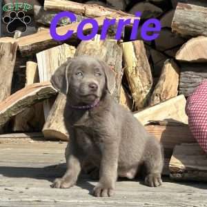 Corrie, Silver Labrador Retriever Puppy